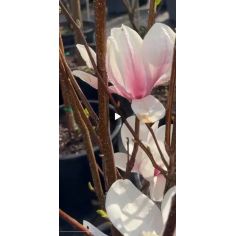 Магнолия Суланжа (Magnolia...