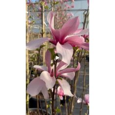 Магнолия "Galaxy" (Magnolia...