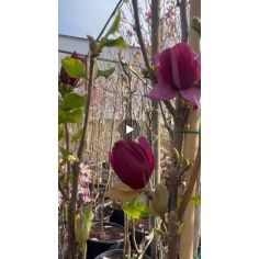 Магнолия "Genie" (Magnolia...