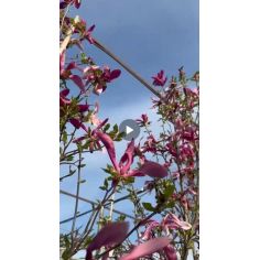 Магнолия Суланжа "Susan"...