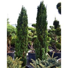 Тис ягодный "Фастигиата...