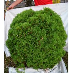 Туя западная "Little Giant"...