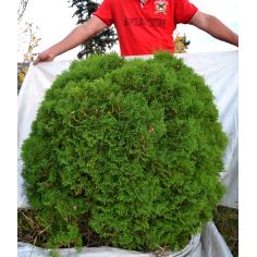 Туя западная "Little Giant"... 2