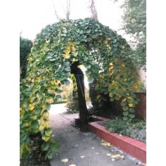 Вяз шершавый "Camperdownii"...