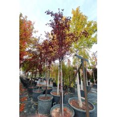 Слива Nigra (Prunus Nigra),...