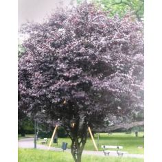 Слива Nigra (Prunus Nigra),... 2