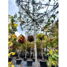 Груша Иволистная ''Pendula"...