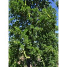 Лиственница европейская... 2