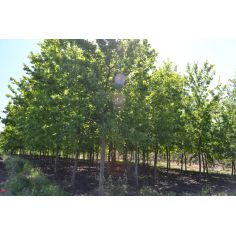 Дуб красный (Quercus... 2