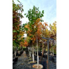 Дуб красный "Palustris"...