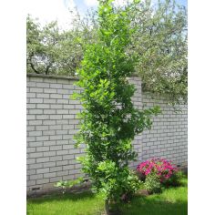 Дуб красный "Fastigiata"...