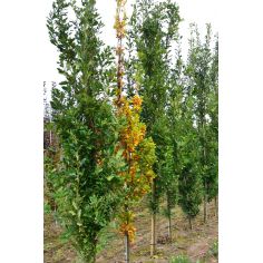 Дуб красный "Fastigiata"... 2