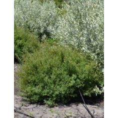 Ива пурпурная ''Nana''...