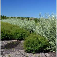 Ива пурпурная ''Nana''... 2