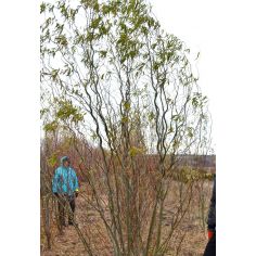 Ива Матсудана (Salix...