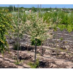 Ива цельнолистная...