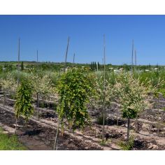 Ива цельнолистная... 2