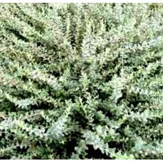 Ива ползучая "Argentea''...