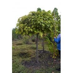 Катальпа бигнониевидная...