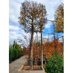 Клён Полевой на штамбе... 2