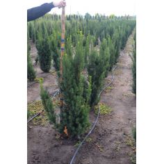 Тис ягодный Фастигиата... 2