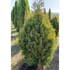 Туя складчатая "Корник"...