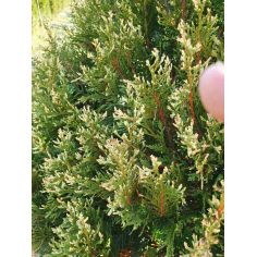 Туя складчатая "Корник"... 2