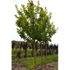 Клён красный "October...