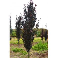 Бук Лесной  "Rohanii... 2