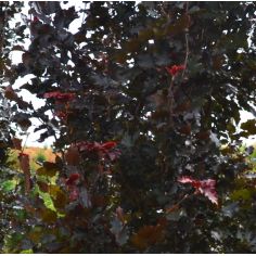 Бук Лесной  "Rohanii...