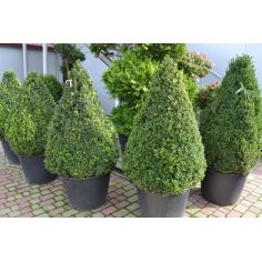 Самшит  вечнозеленый (Buxus...