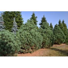 Сосна обыкновенная...