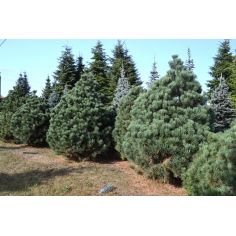 Сосна обыкновенная... 2