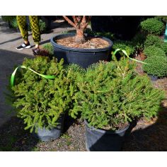 Ель обыкновенная "Barryi"... 2