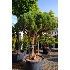 Сосна обыкновенная...