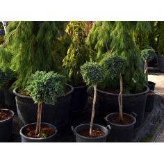 Можжевельник чешуйчатый...