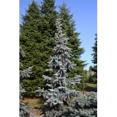 Ель колючая "Хупси" (picea...