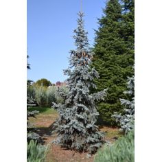 Ель колючая "Хупси" (picea... 2