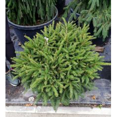 Ель обыкновенная...