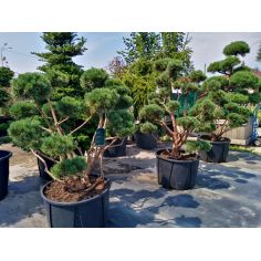 Сосна обыкновенная...