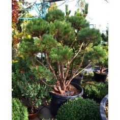 Сосна обыкновенная... 2