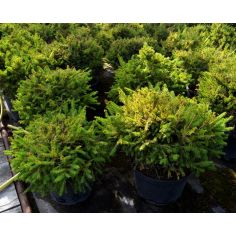 Ель обыкновенная "Barryi"...