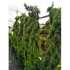 Ель сербская "Пендула"...