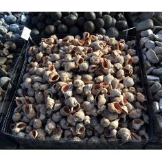 Ракушка "Рапан" 2