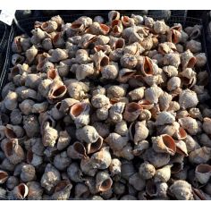 Ракушка "Рапан"