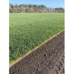 Газон рулонный "Премиум-Спорт" 2