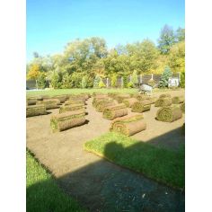 Газон рулонный "Премиум-Спорт"