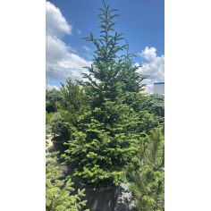 Пихта "Fraseri" (Abies...