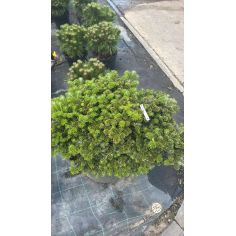 Пихта корейская "Tundra"...