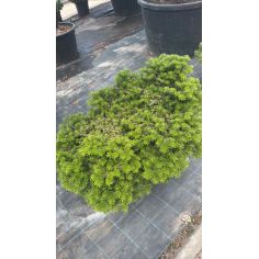 Пихта корейская "Tundra"... 2